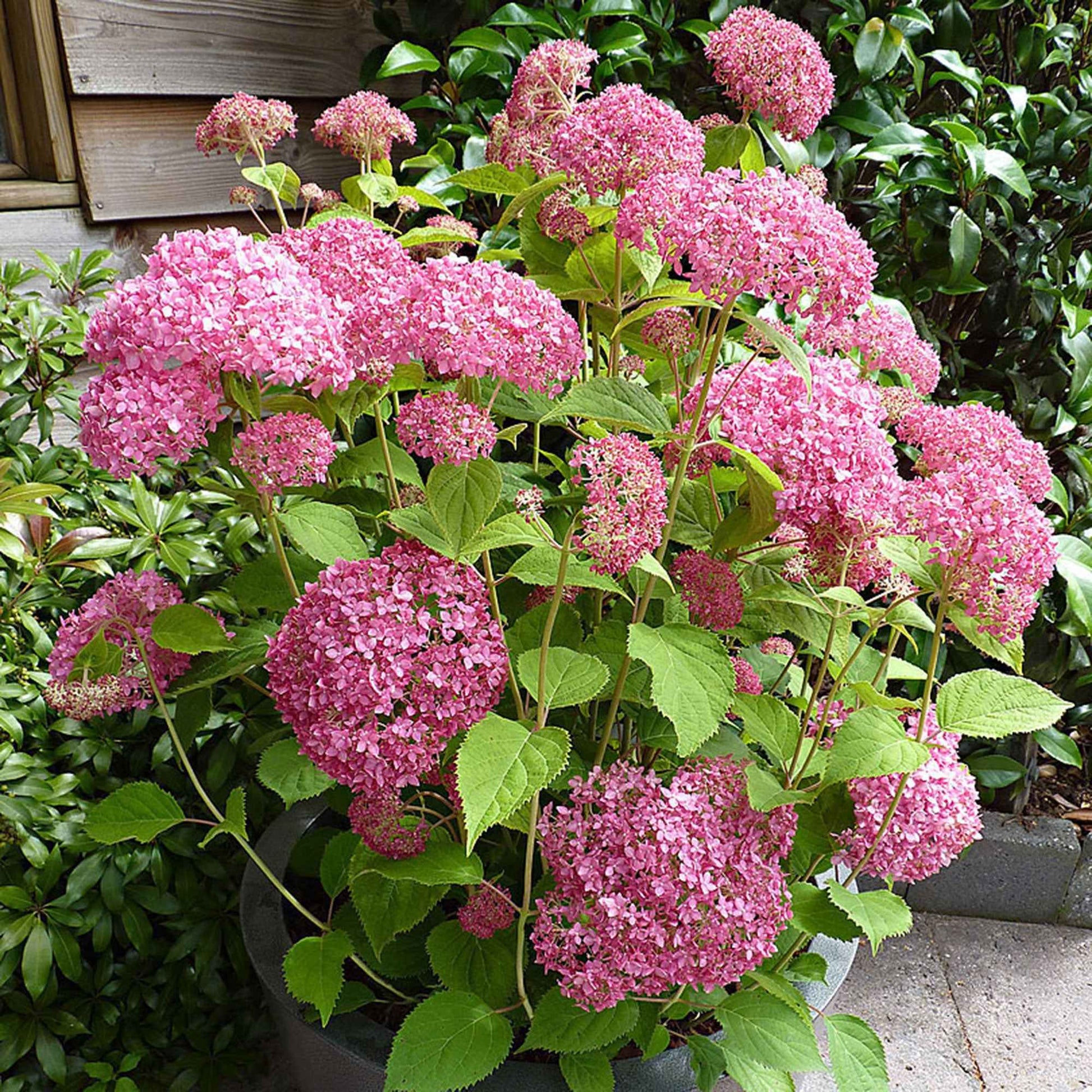 Hortensie Hydrangea 'Pink Annabelle' Rosa - Winterhart - Blühende Gartenpflanzen