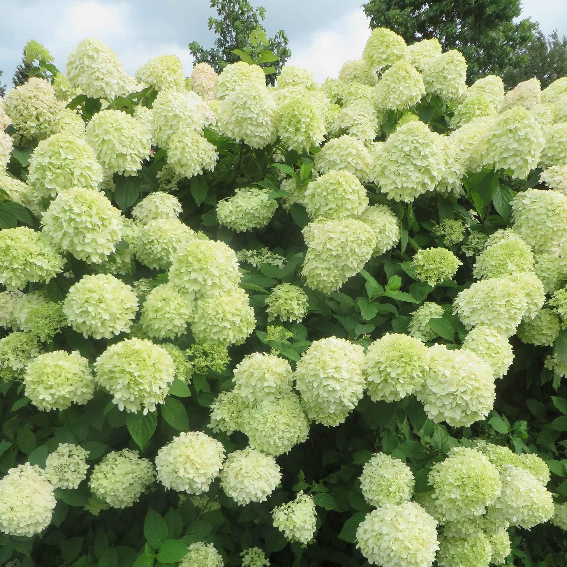 Rispenhortensie Hydrangea 'Little Lime'® Weiß - Winterhart - Blühende Gartenpflanzen