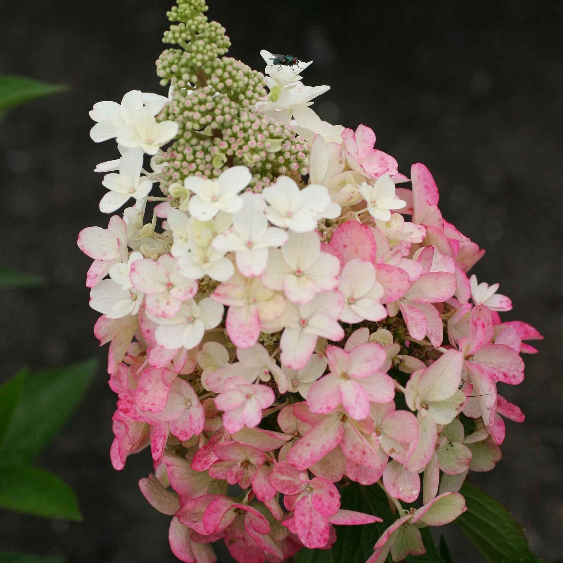 Rispenhortensie Hydrangea 'Magical Vesuvio'® Weiß-Rosa - Winterhart - Blühende Gartenpflanzen