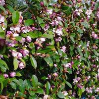Magnolie Michelia 'Fairy Magnolia Blush' lila-weiβ - Winterhart - Gartenpflanzen