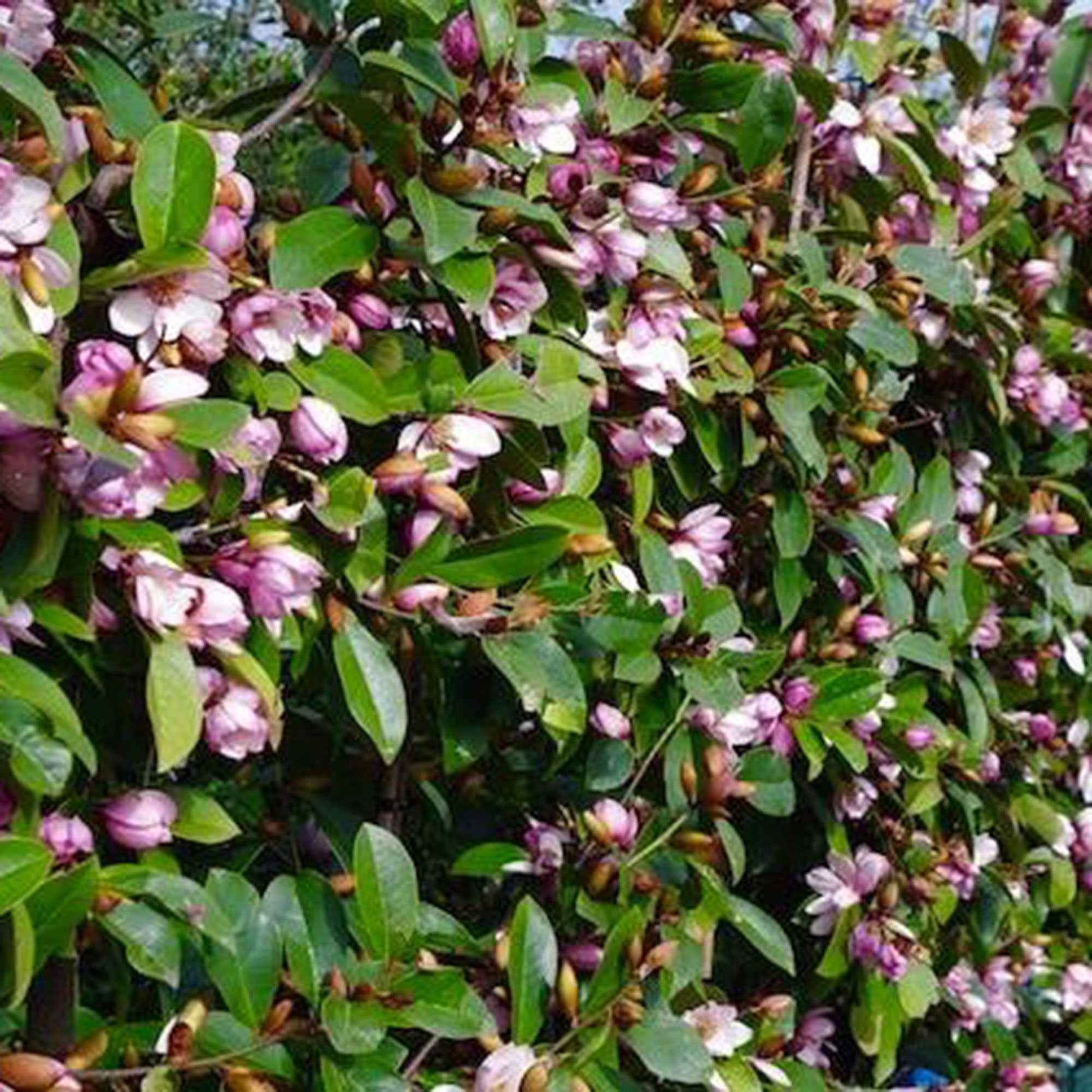 Magnolie Michelia 'Fairy Magnolia Blush' lila-weiβ - Winterhart - Pflanzeneigenschaften