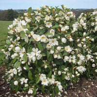 Magnolie Michelia 'Fairy Magnolia Cream' creme - Winterhart - Sträucher
