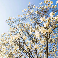 Magnolie Michelia 'Fairy Magnolia Cream' creme - Winterhart - Pflanzeneigenschaften
