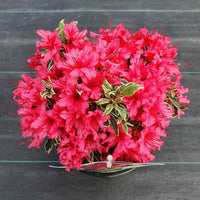 Rhododendron 'Bollywood' rosa - Winterhart - Alle blühenden Gartenpflanzen