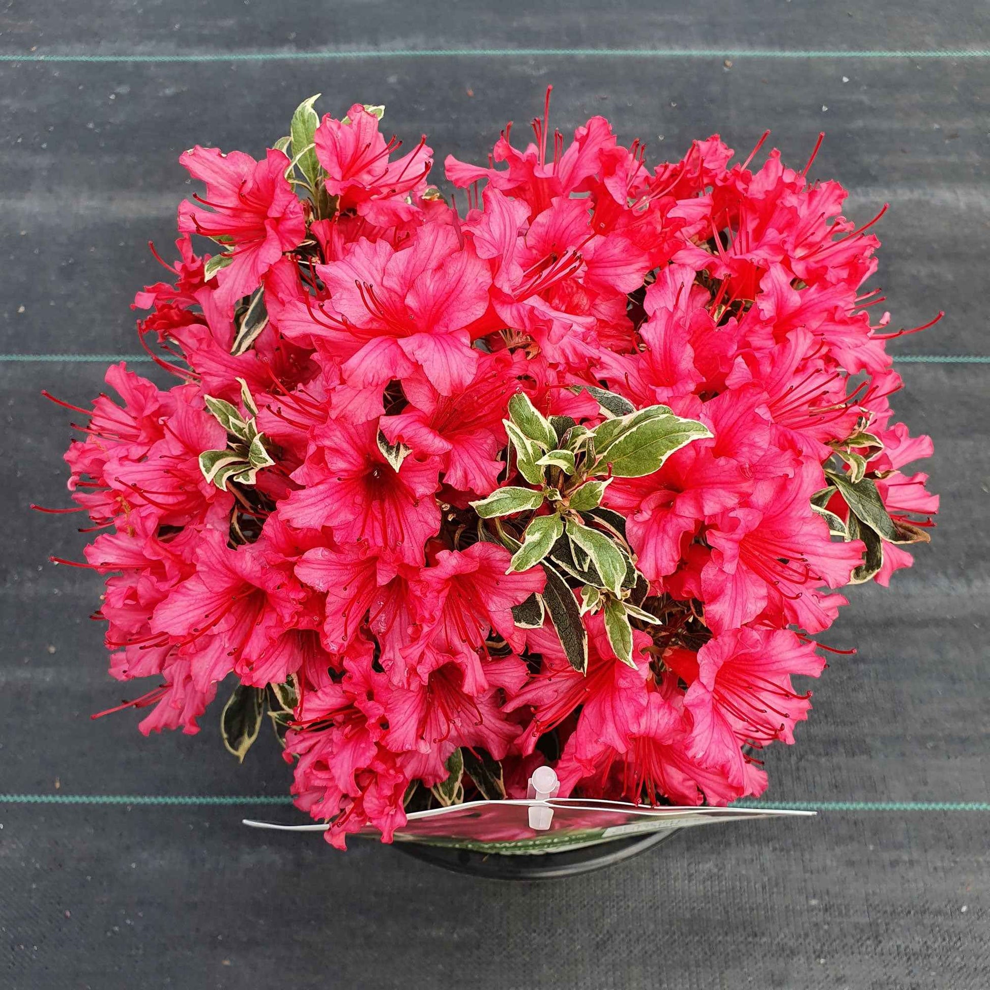 Rhododendron 'Bollywood' rosa - Winterhart - Blühende Büsche