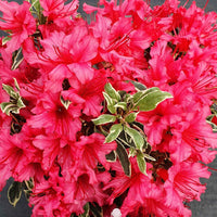 Rhododendron 'Bollywood' rosa - Winterhart - Blühende Gartenpflanzen