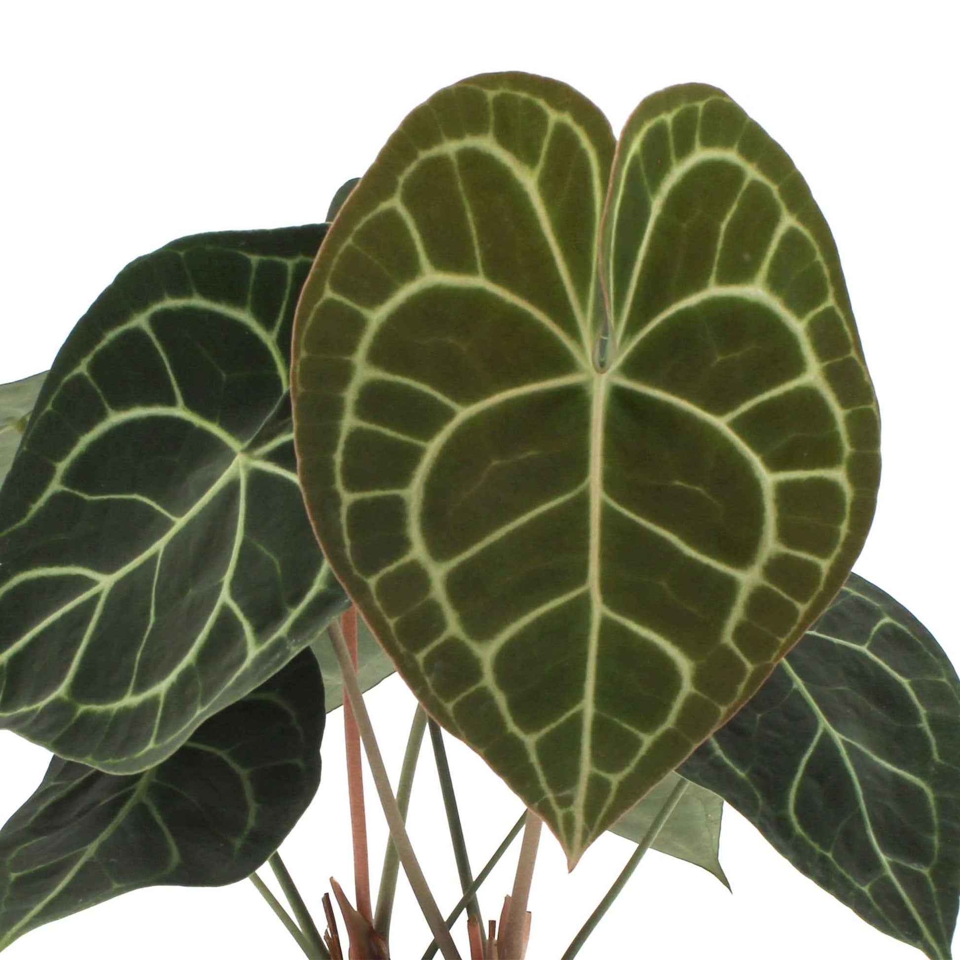 Hartpflanze Anthurium clarinervium - Grüne Zimmerpflanzen