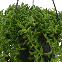 Delfinpflanze Senecio peregrinus, grau inkl. Hängetopf, Rattan - Büropflanzen