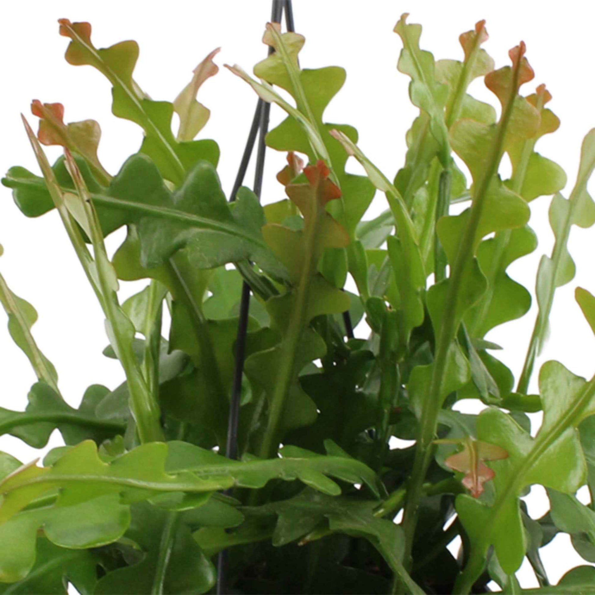 Saagkaktus Epiphyllum anguliger inkl. Hängetopf aus Kunststoff - Hängepflanze - Büropflanzen