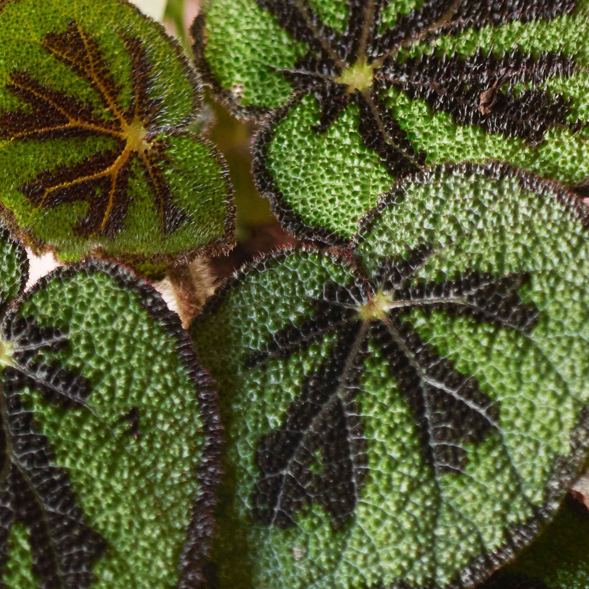 Blattbegonie Begonia masoniana - Kleine Zimmerpflanzen