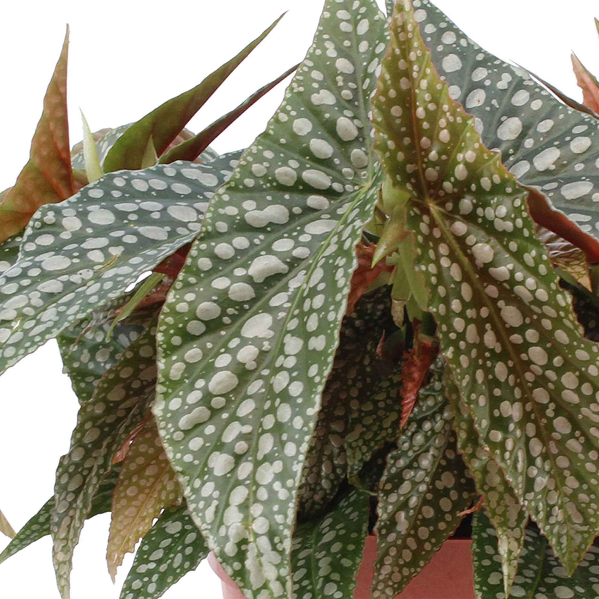 Blattbegonie Begonia cane 'Hotspot' - Grüne Zimmerpflanzen