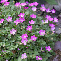 Reisbacken Erodium 'Bishops Form' Rosa-Lila - Winterhart - Alle Gartenstauden
