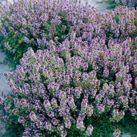 6x Citroentiem Thymus 'Doone Valley' rosa - Winterhart - Bodendecker