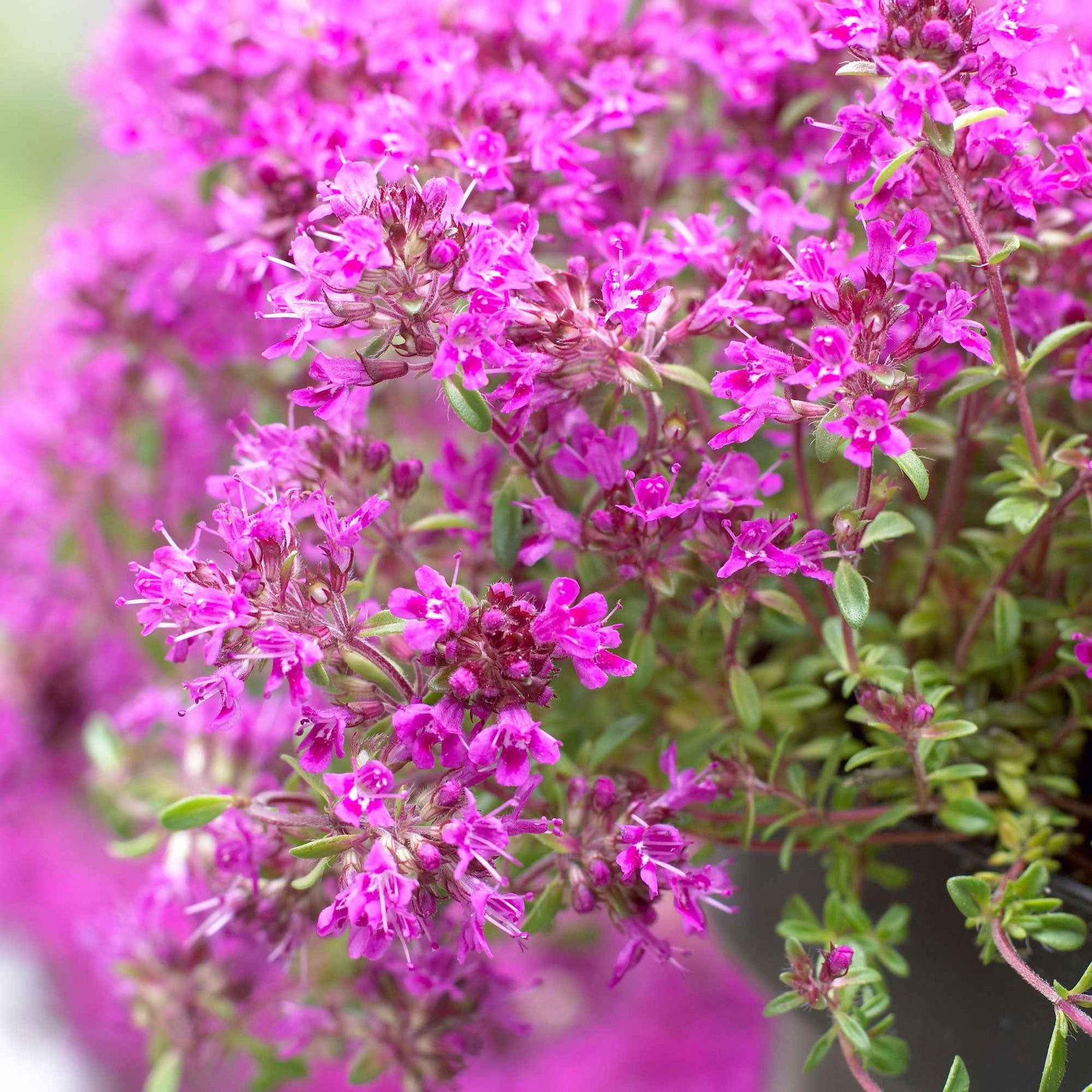 Thymian 'Purple Beauty' - Pflanzeneigenschaften