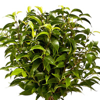 2x Birkenfeige Ficus benjamina 'Natasja' auf einem Stamm - Grüne Zimmerpflanzen