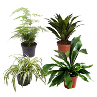 4x grüne Zimmerpflanzen – Mix 'Gorgeous Green' - Beliebte grüne Zimmerpflanzen