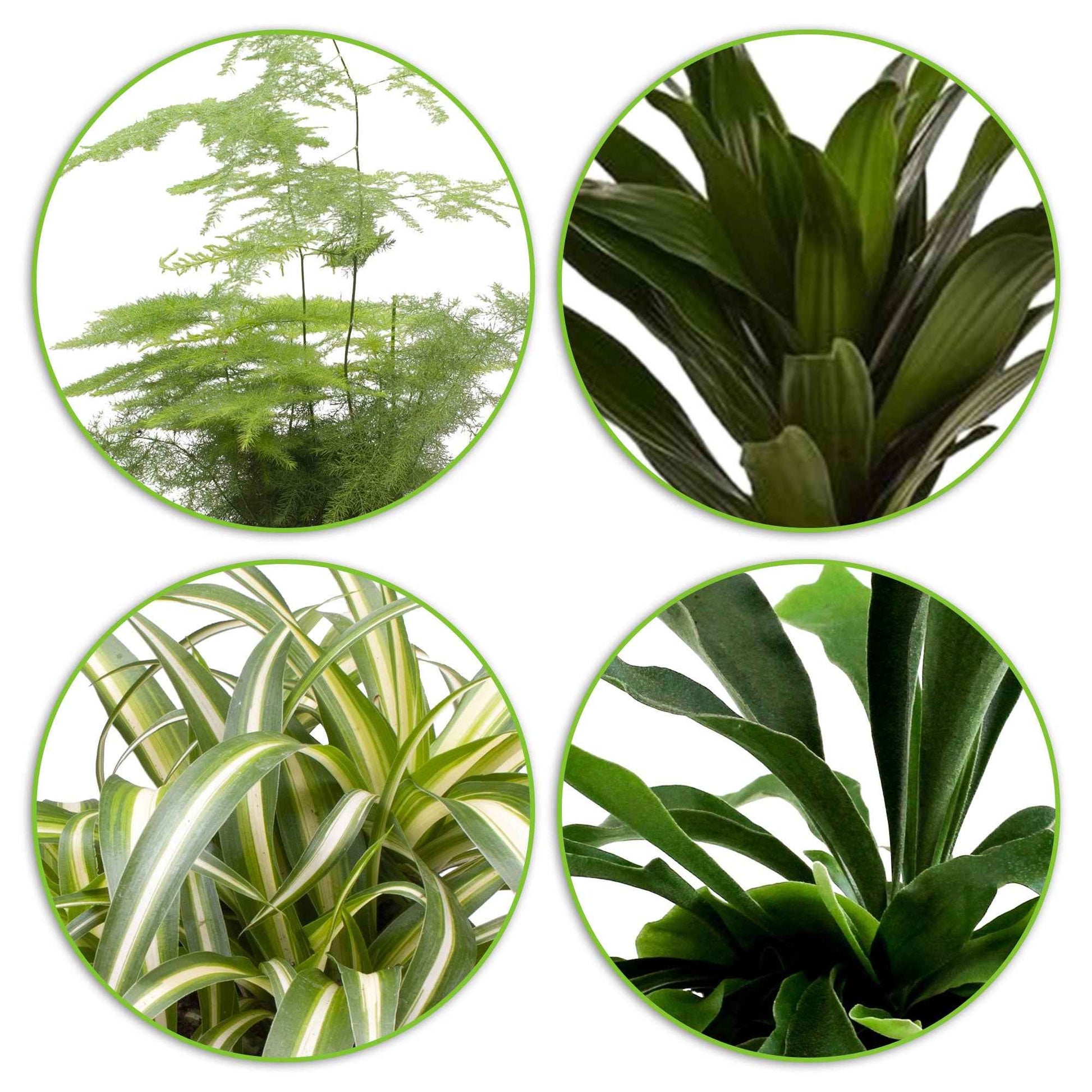 4x grüne Zimmerpflanzen – Mix 'Gorgeous Green' - Beliebte Zimmerpflanzen