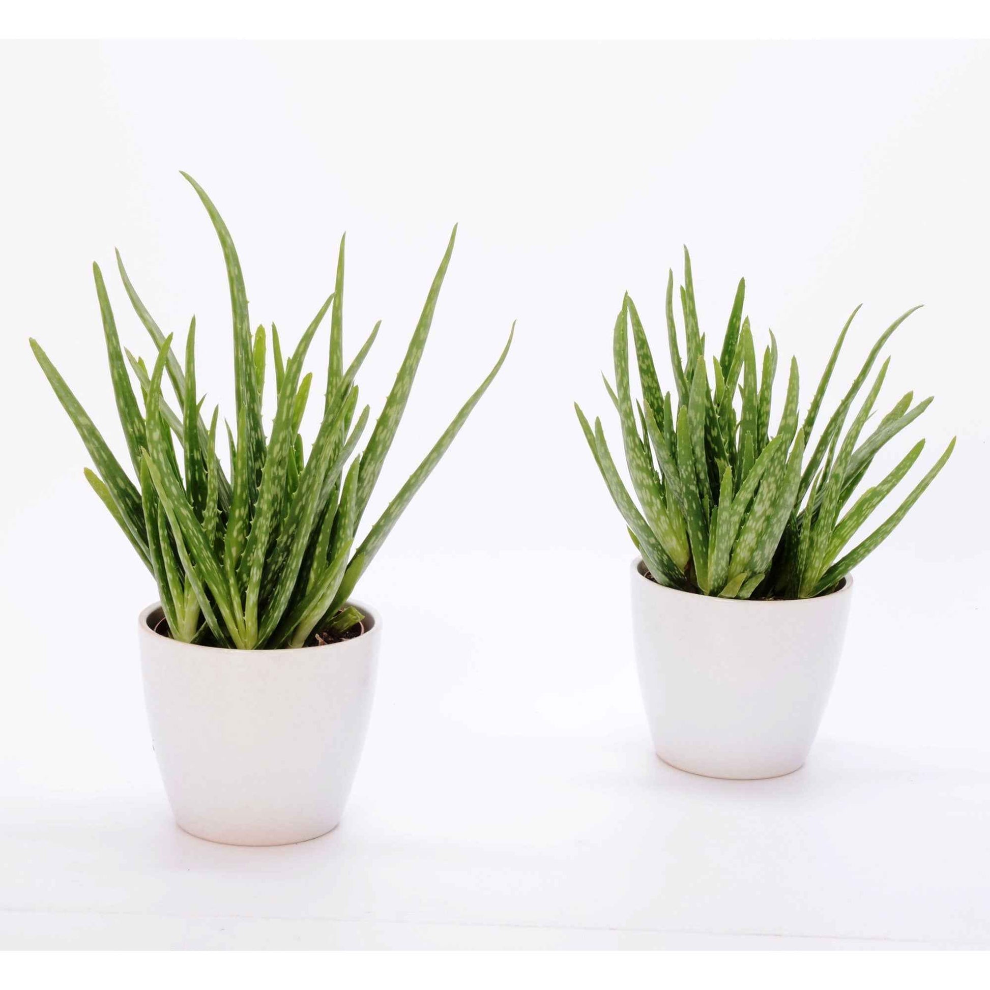 2x Aloe vera 'Clumb' inkl. Dekotopf - Beliebte Zimmerpflanzen
