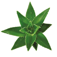 Sukkulente Aloe perfoliata - Alle pflegeleichten Zimmerpflanzen