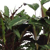 4x Calathea, Ctenanthe  - Mischung Luftreinigende Pflanzen - Büropflanzen