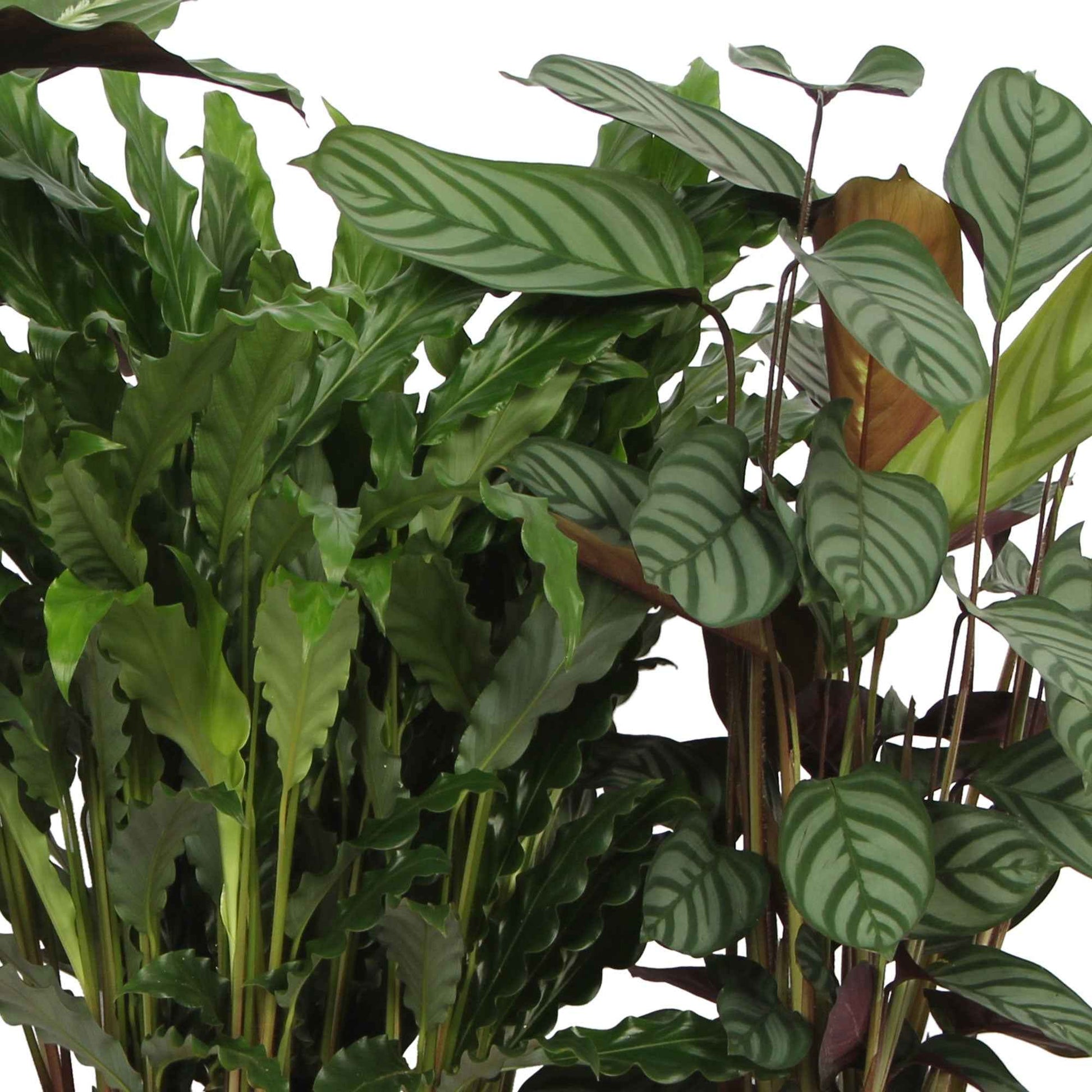 4x Calathea, Ctenanthe  - Mischung Luftreinigende Pflanzen - Beliebte grüne Zimmerpflanzen