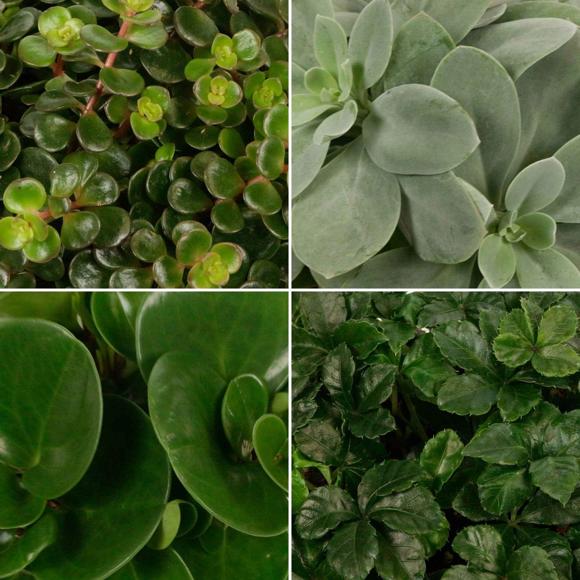 4x Grüne Zimmerpflanzen - Mischung 'Eden Collection' - Beliebte Zimmerpflanzen