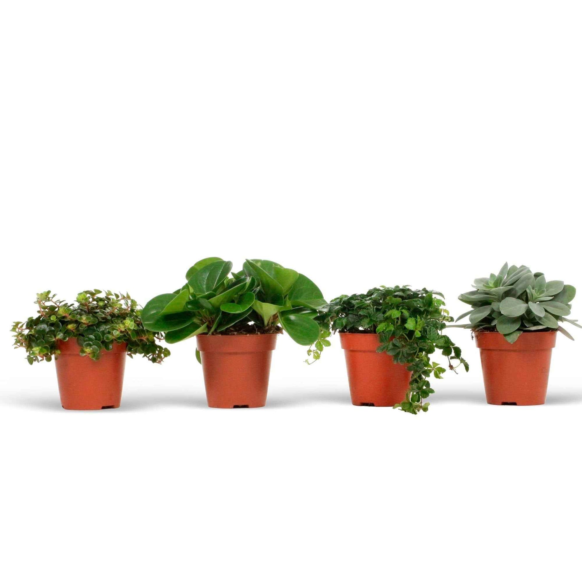 4x Grüne Zimmerpflanzen - Mischung 'Eden Collection' - Beliebte grüne Zimmerpflanzen