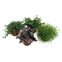 4x Grüne Zimmerpflanzen - Mischung 'Hangende Groentjes' - Alle pflegeleichten Zimmerpflanzen