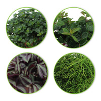 4x Grüne Zimmerpflanzen - Mischung 'Hangende Groentjes' - Beliebte grüne Zimmerpflanzen