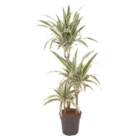 Drachenblutbaum Dracaena 'White Stripe' - Beliebte grüne Zimmerpflanzen