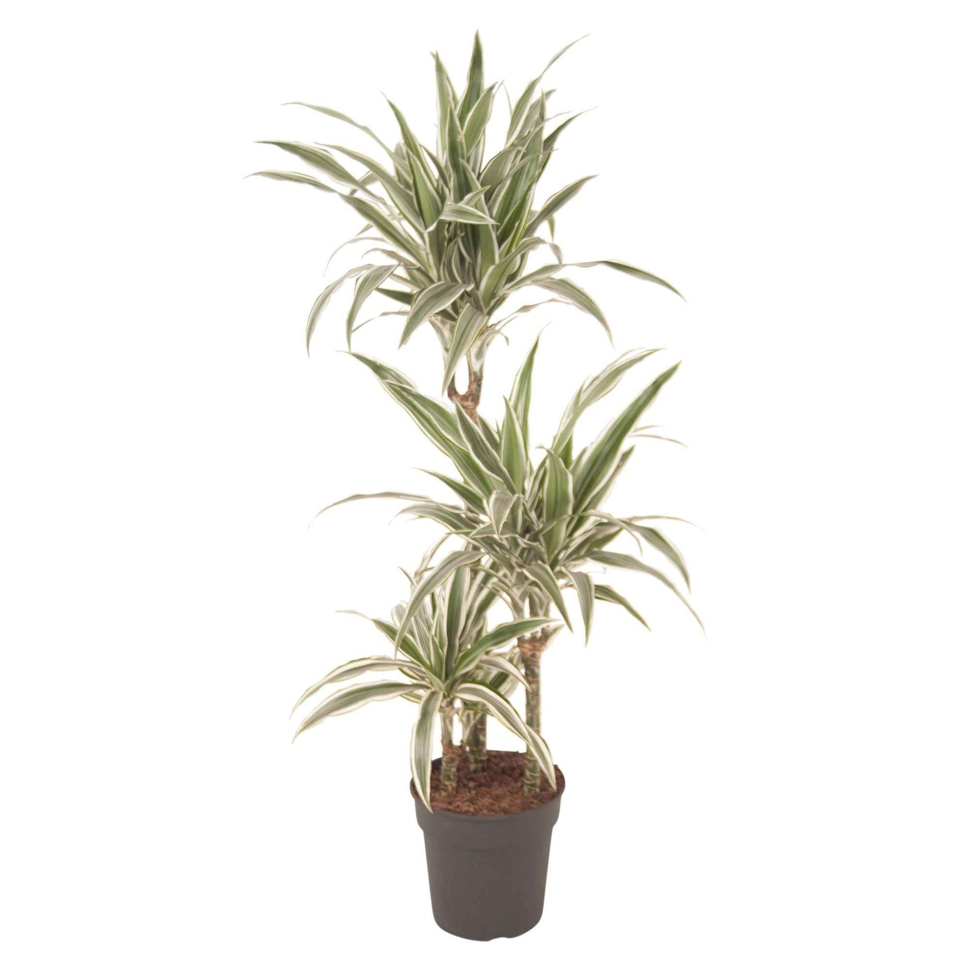 Drachenblutbaum Dracaena 'White Stripe' - Beliebte grüne Zimmerpflanzen