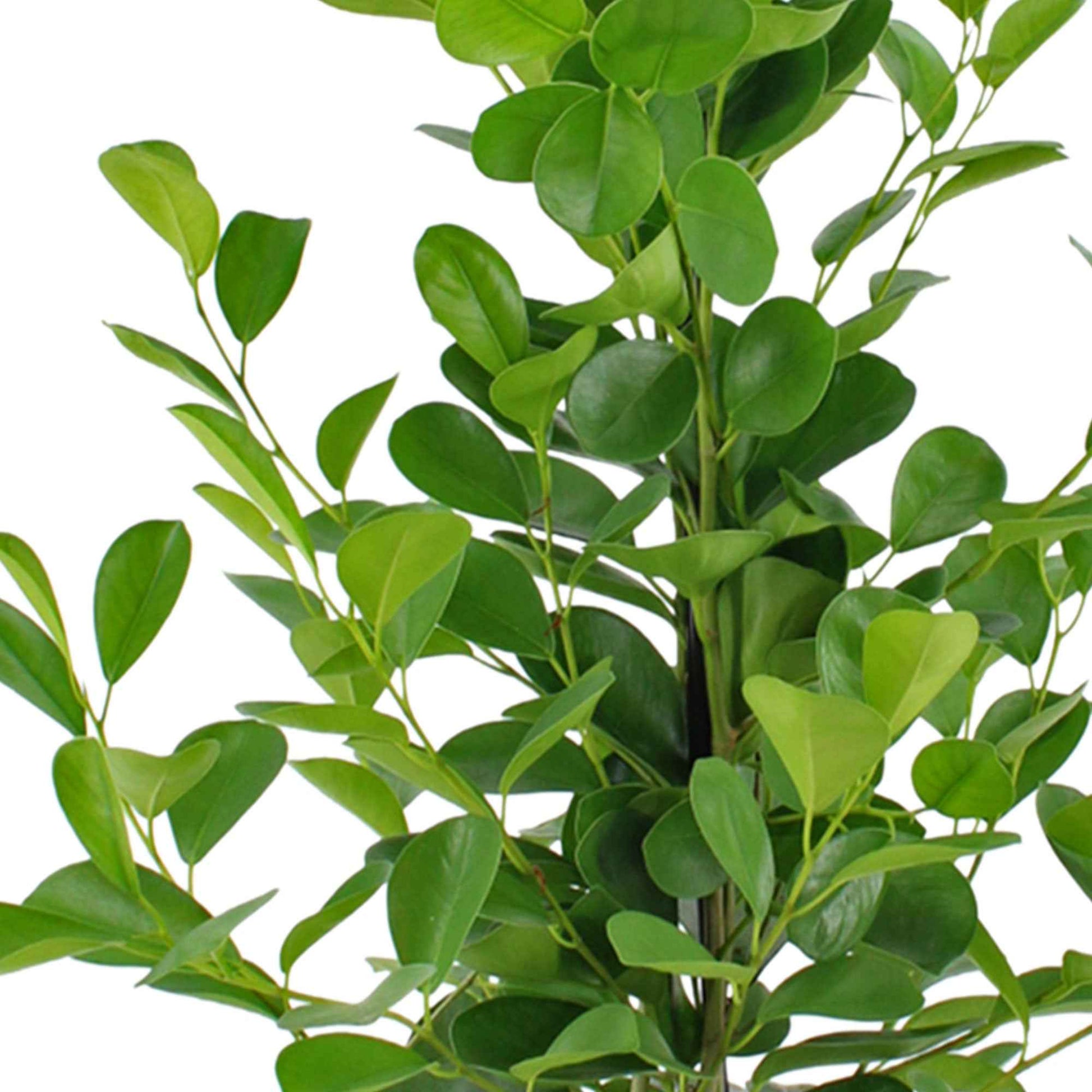 Birkenfeige Ficus 'Moclame' XL - Grüne Zimmerpflanzen