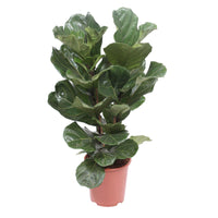 Geigenfeige Ficus lyrata 'Warb' - Beliebte grüne Zimmerpflanzen