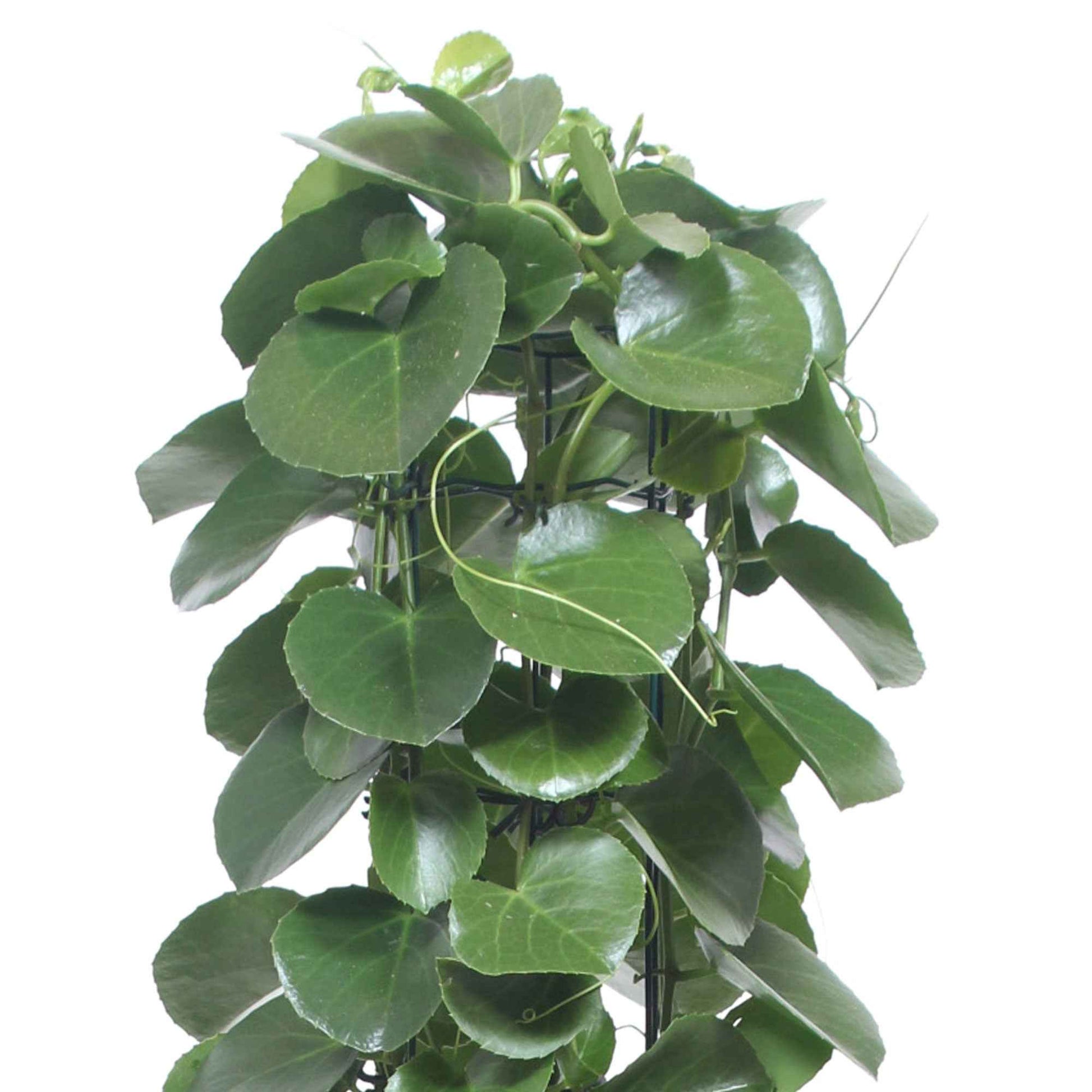 Kleine Zimmerrebe Cissus rotundifolia - Büropflanzen