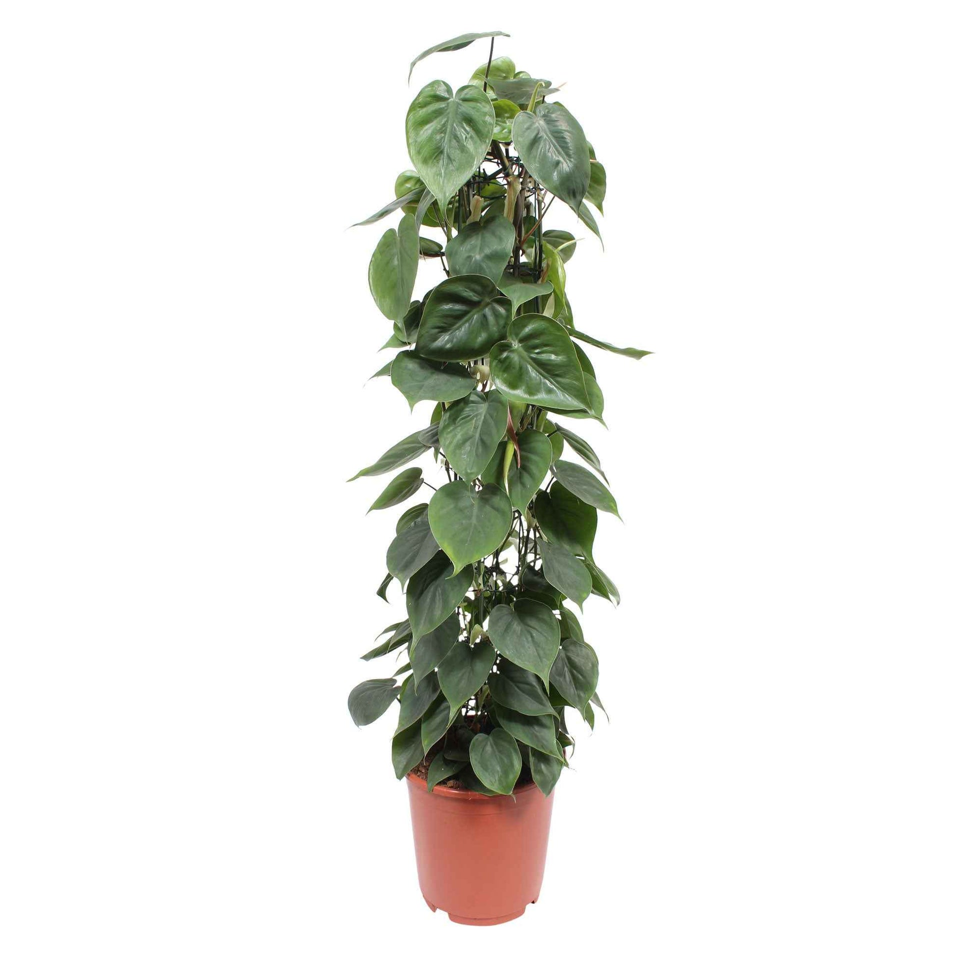 Philodendron scandens - Alle pflegeleichten Zimmerpflanzen