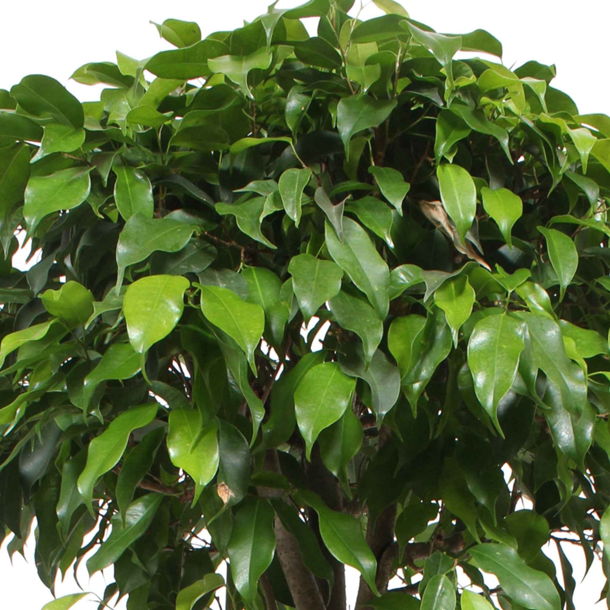 Birkenfeige Ficus benjamina 'Columnar' - Büropflanzen