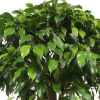 Birkenfeige Ficus benjamina 'Columnar' - Grüne Zimmerpflanzen