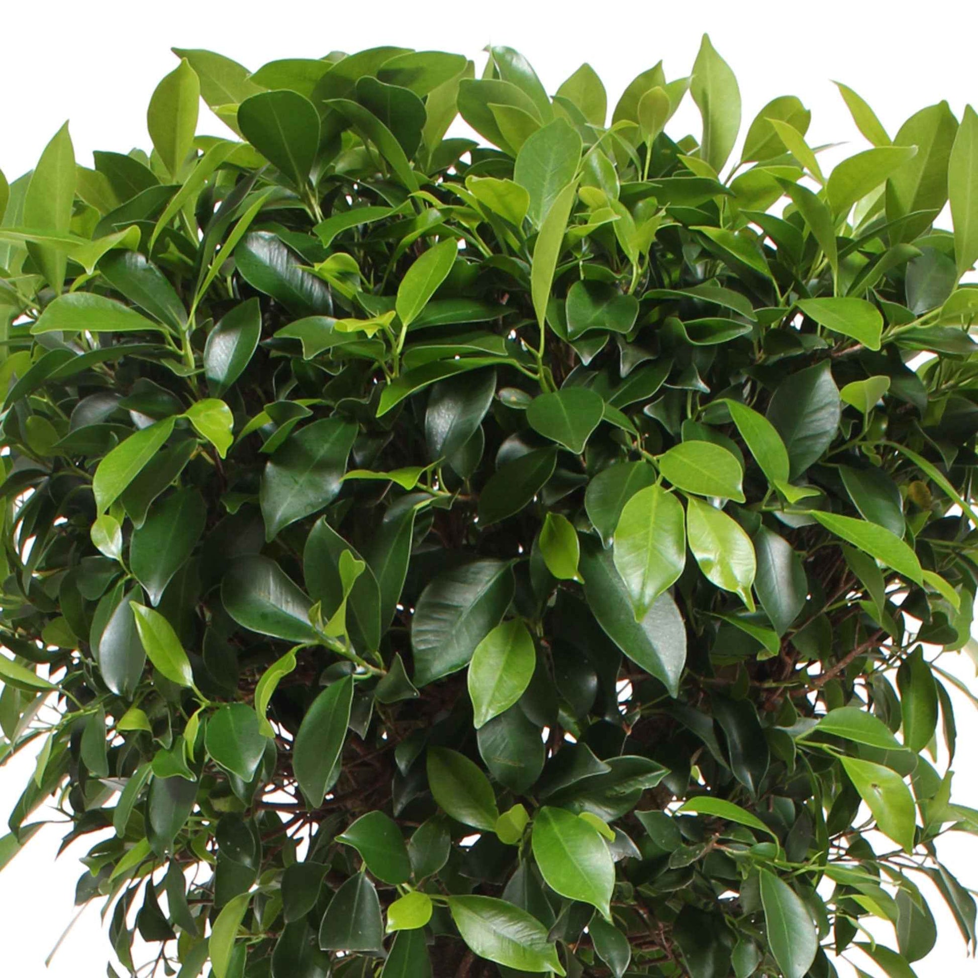 Ficus microcarpa 'Nitida' auf einem Stamm - Alle Pflanzen mit Topf