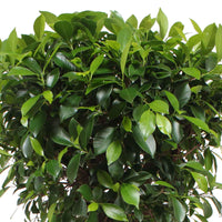 Ficus microcarpa 'Nitida' auf einem Stamm - Grüne Zimmerpflanzen