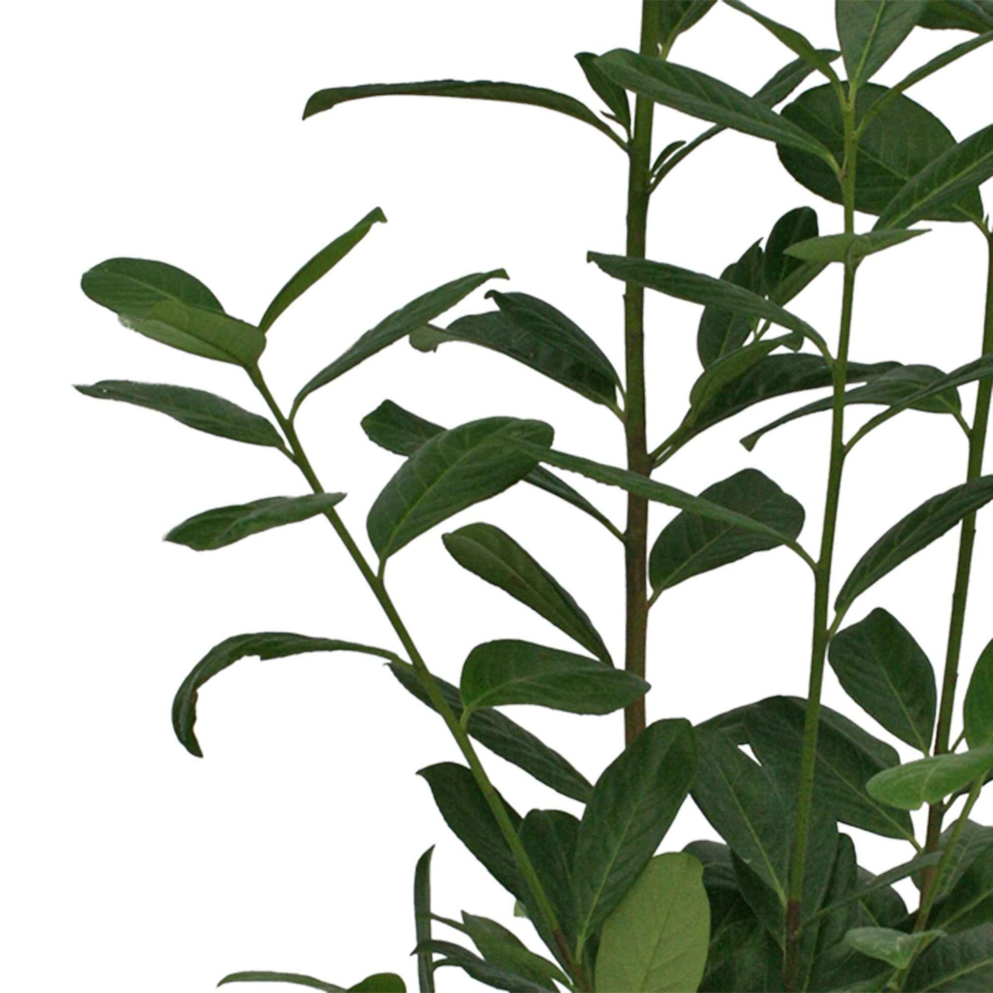 Lorbeerkirsche Prunus 'Rotundifolia' - Winterhart - Hecken
