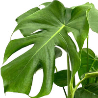 Fensterblatt Monstera deliciosa inkl. Ziertopf - Beliebte grüne Zimmerpflanzen