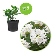 Rhododendron 'Cunningham's White' weiβ - Winterhart - Blühende Büsche