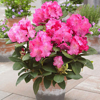Rhododendron 'Germania' rosa - Winterhart - Alle blühenden Gartenpflanzen