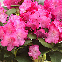 Rhododendron 'Germania' rosa - Winterhart - Blühende Gartenpflanzen