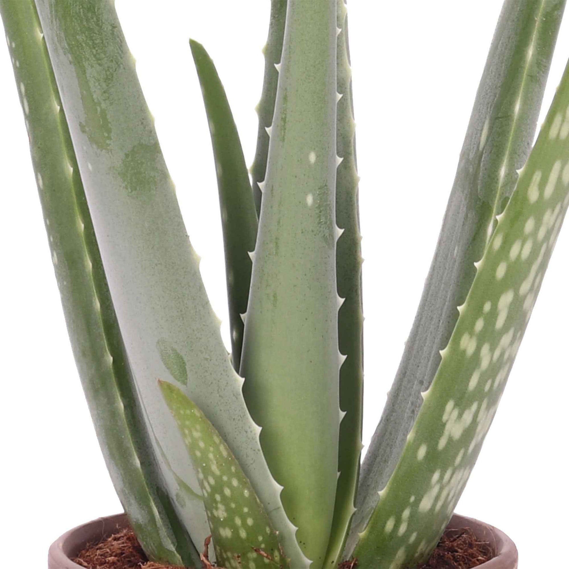 Aloe vera inkl. Dekotopf Terrakotta, grau - Aloe Vera