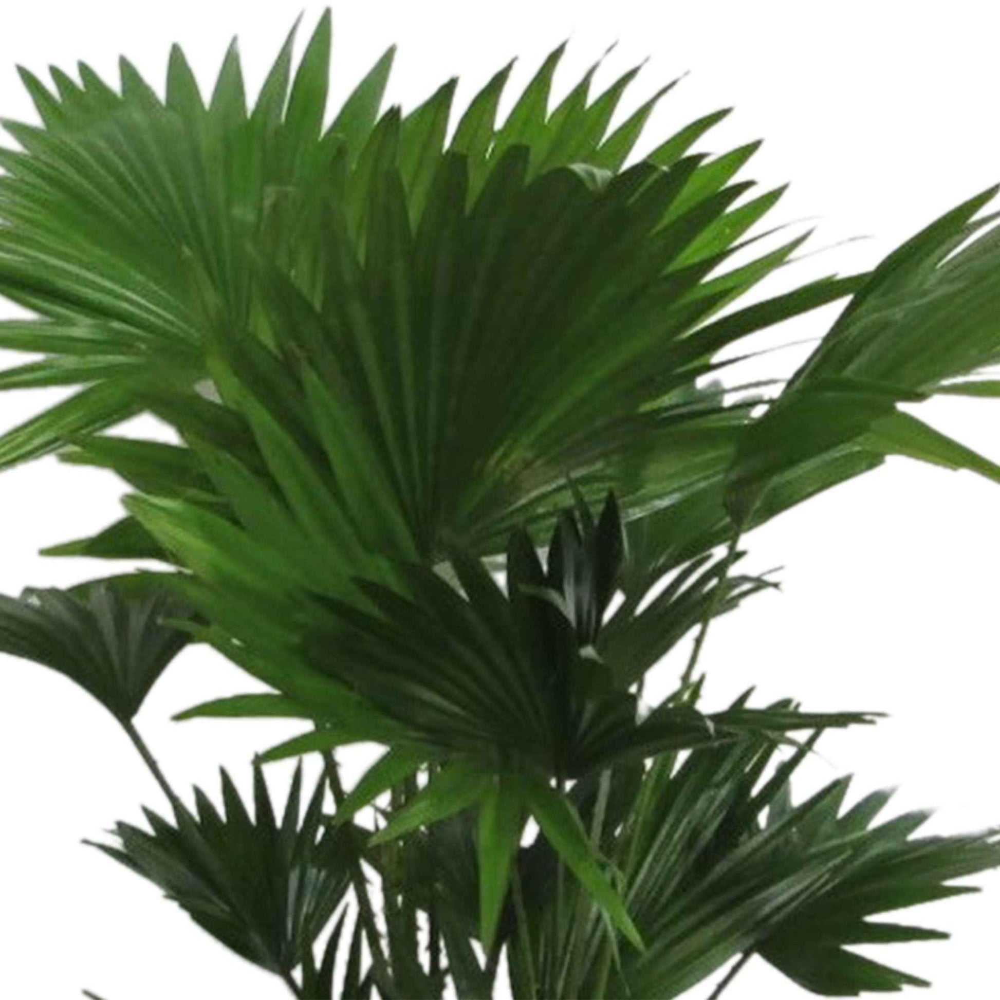 Fächerpalme Livistona rotundifolia - Grüne Zimmerpflanzen