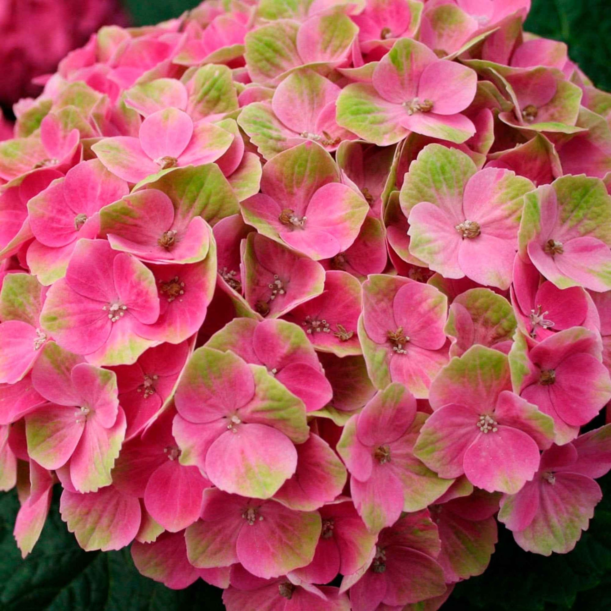 Bauernhortensie Hydrangea 'Jewel Pink' Rosa-Grün - Winterhart - Blühende Gartenpflanzen