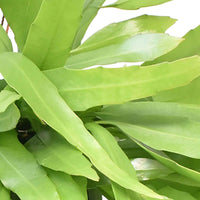 Blattkaktus Epiphyllum pumilum - Hängepflanze - Alle pflegeleichten Zimmerpflanzen