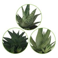 3x Sukkulente Aloe - Mischung - Beliebte grüne Zimmerpflanzen