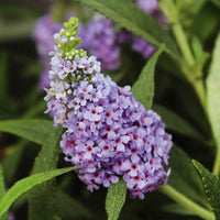 Schmetterlingsflieder Buddleja 'Blue Sarah' blau-lila - Winterhart - Blühende Büsche